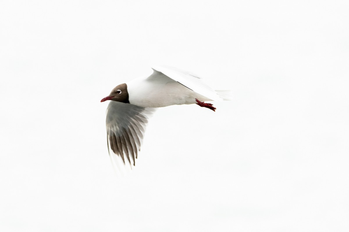 Brown-hooded Gull - ML513121311