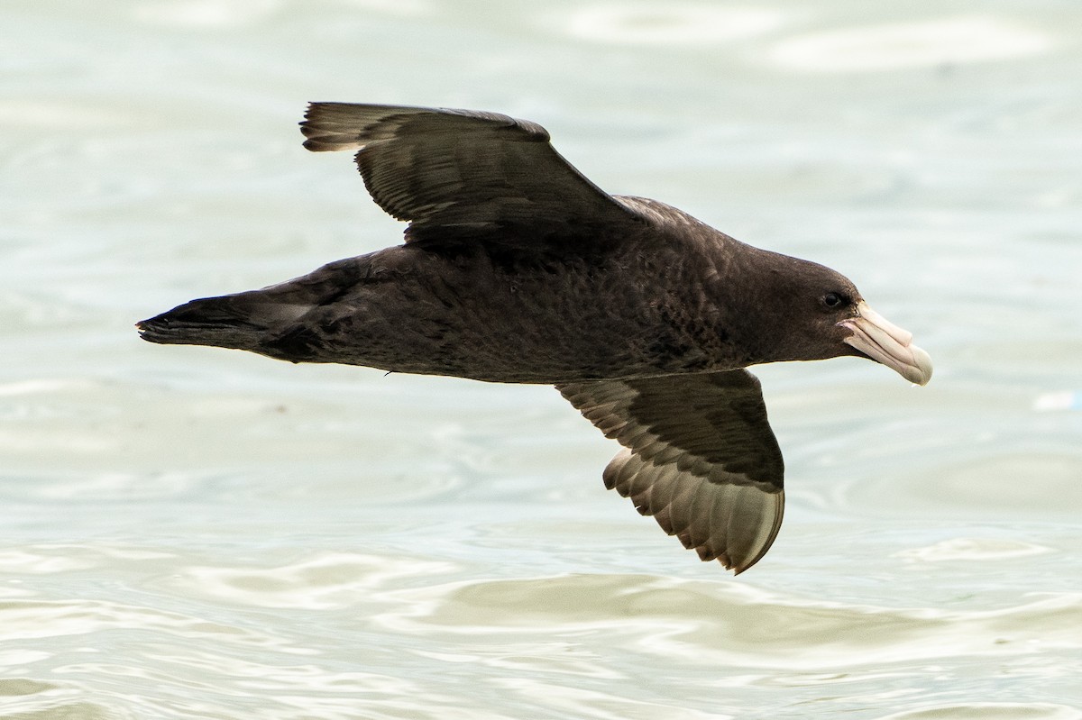 Southern Giant-Petrel - ML513121351