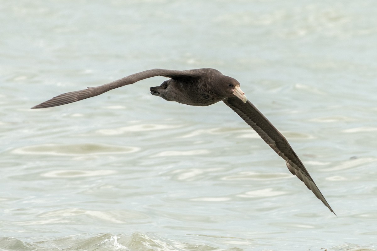 Southern Giant-Petrel - ML513121361