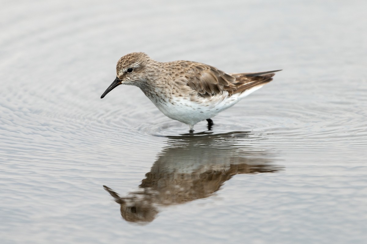 White-rumped Sandpiper - ML513121521