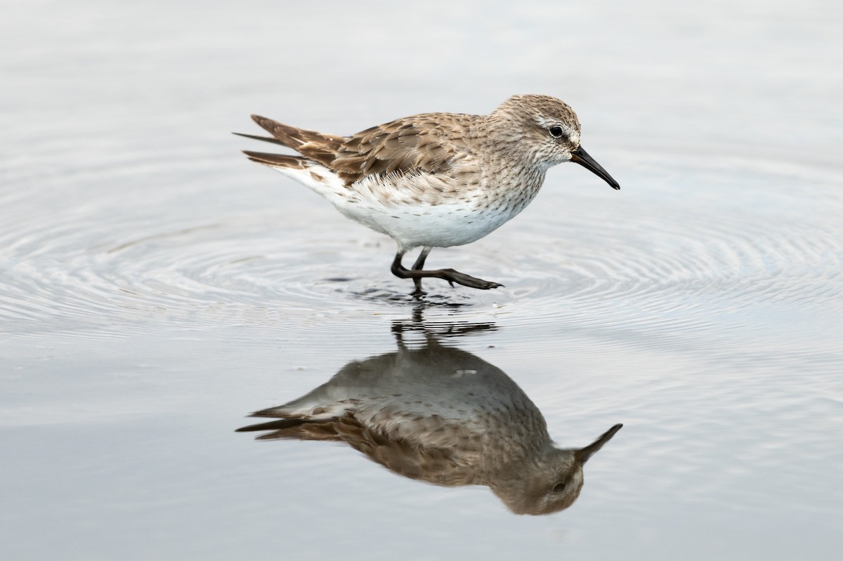 White-rumped Sandpiper - ML513121531