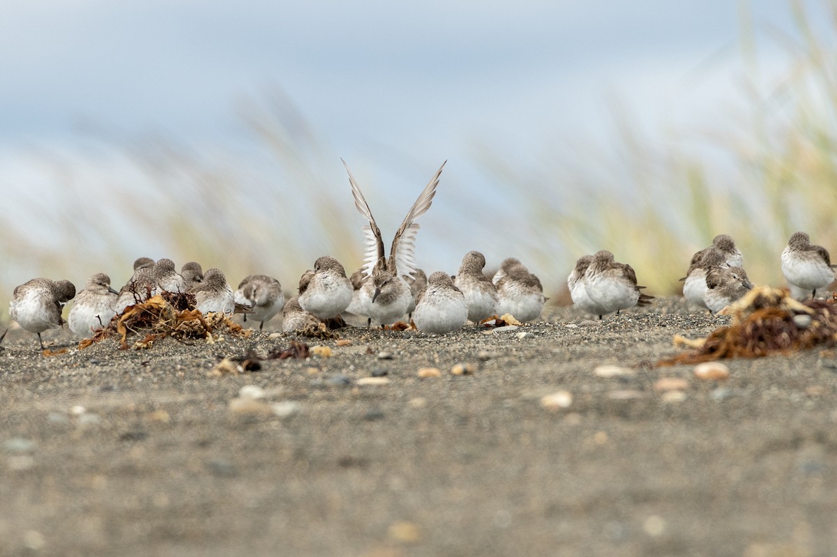 jespák tundrový - ML513121581