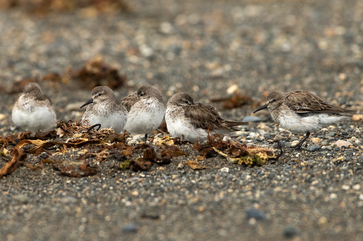 White-rumped Sandpiper - ML513121591