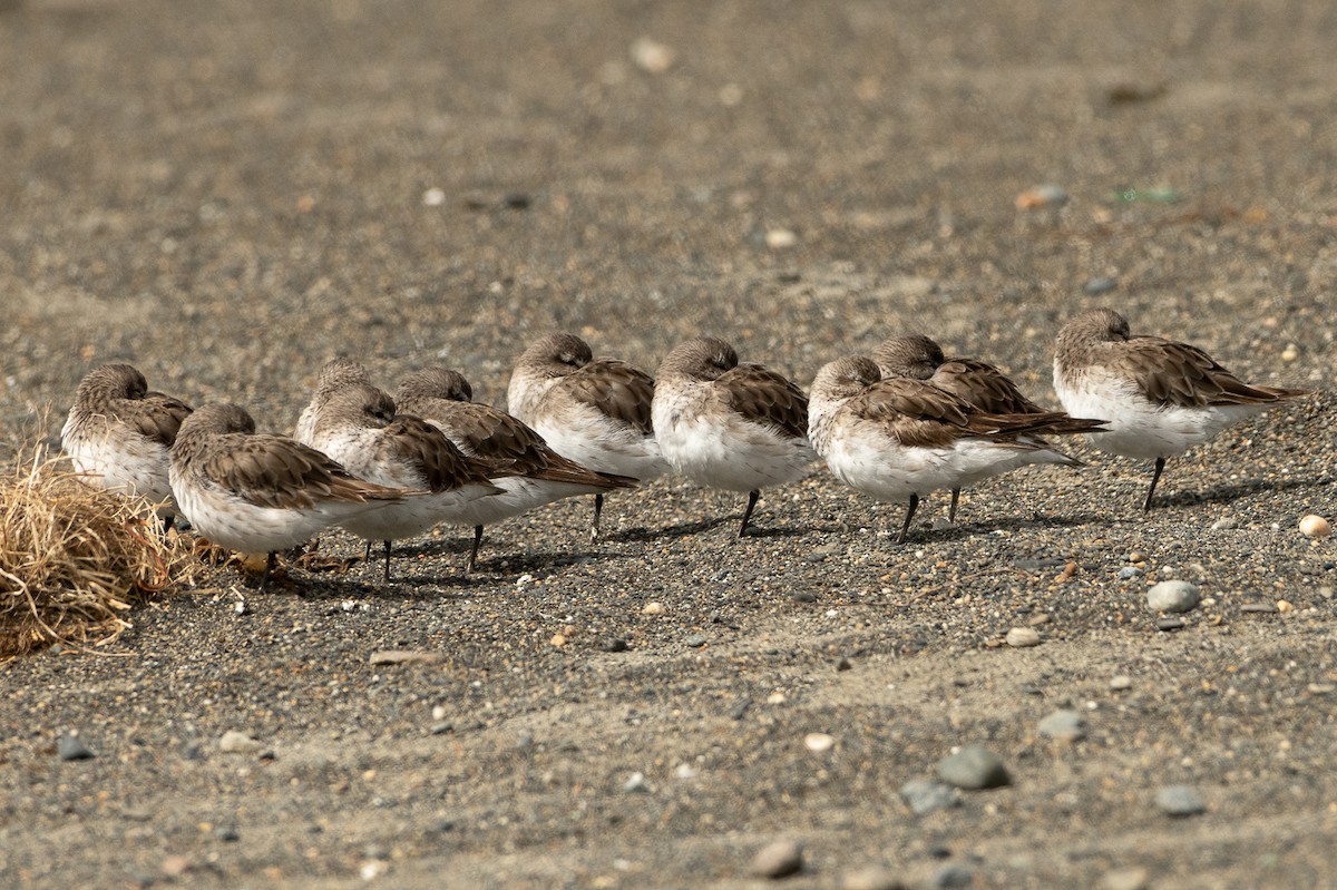 White-rumped Sandpiper - ML513121601