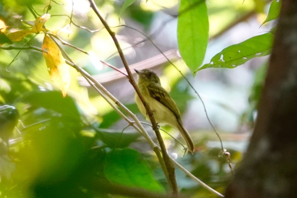 Sepia-capped Flycatcher - Lindsey Schromen-Wawrin