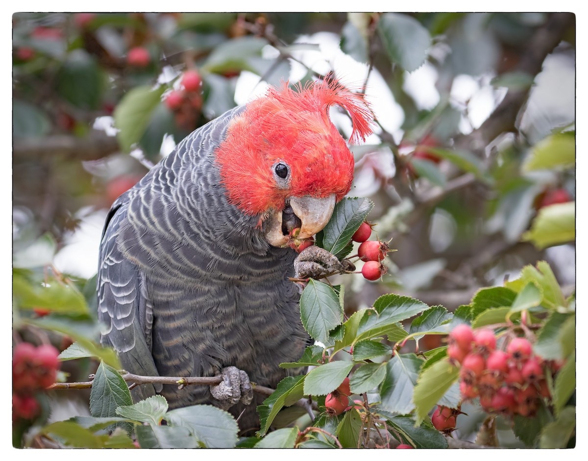 Gang-gang Cockatoo - ML51312231