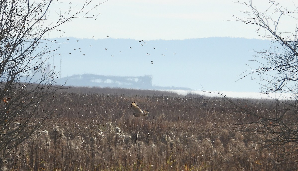 Short-eared Owl - ML513122901