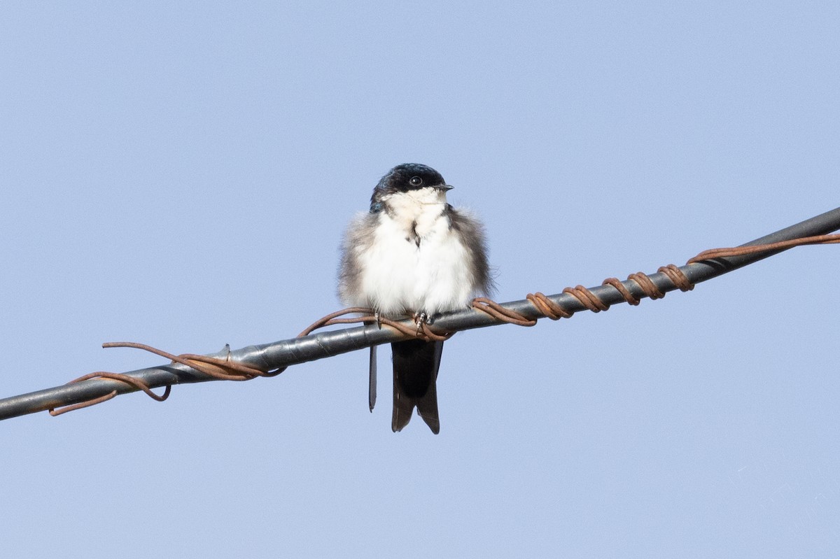 Blue-and-white Swallow - Mason Flint