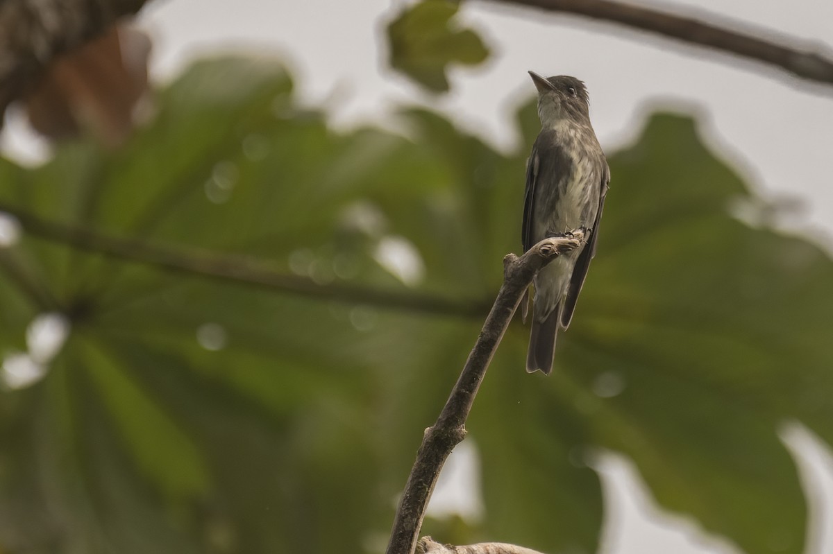 Olive-sided Flycatcher - ML513123691