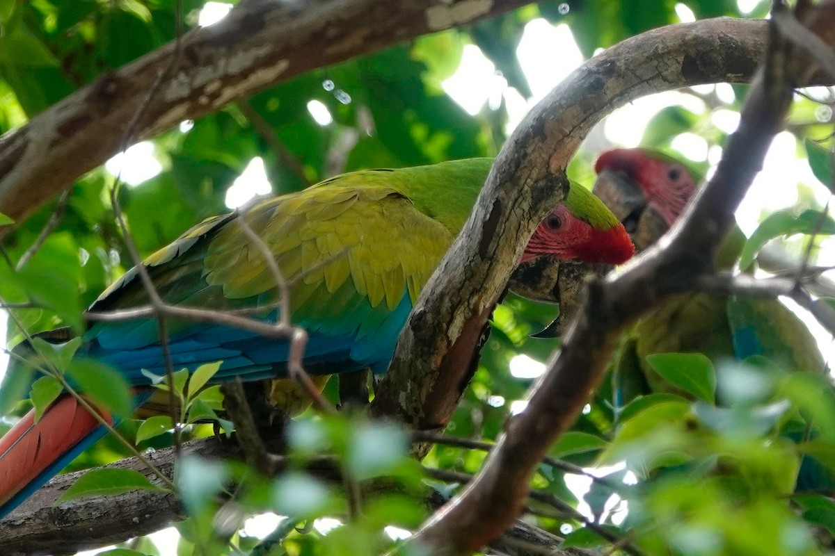 Great Green Macaw - ML513124671