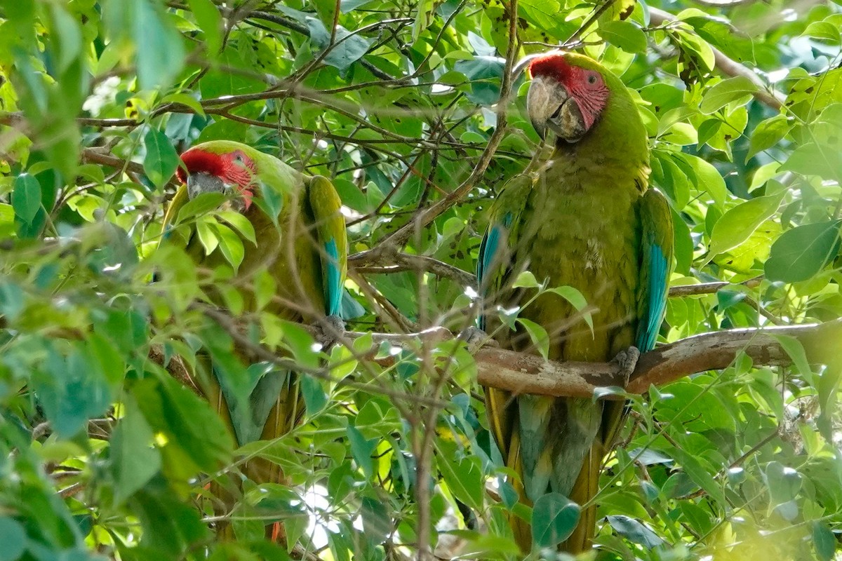 Great Green Macaw - ML513124781