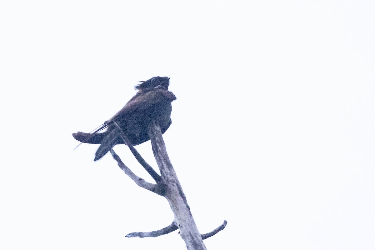 Great Eared-Nightjar - ML513126621