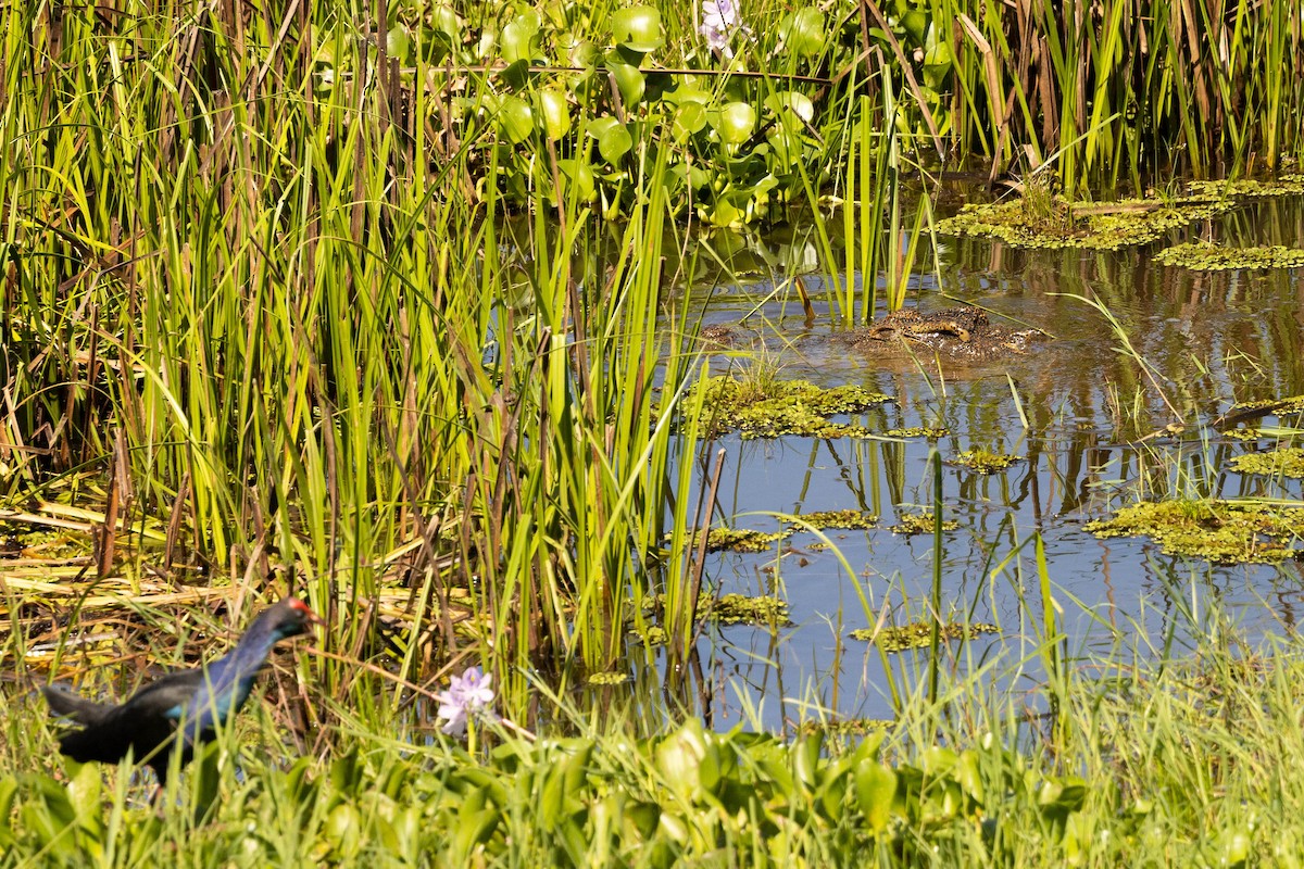 Gray-headed Swamphen - Doug Gochfeld