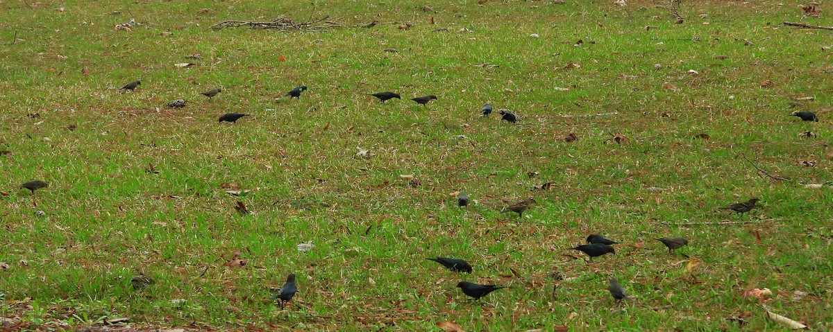 Brown-headed Cowbird - ML513127761