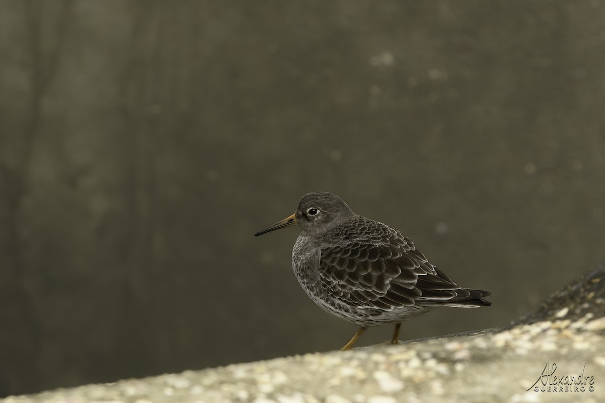 Purple Sandpiper - ML513127991