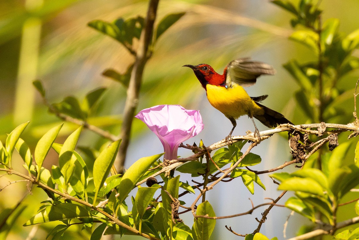 Mrs. Gould's Sunbird (Purple-rumped) - ML513128331