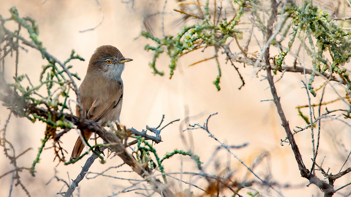 Asian Desert Warbler - ML513128511