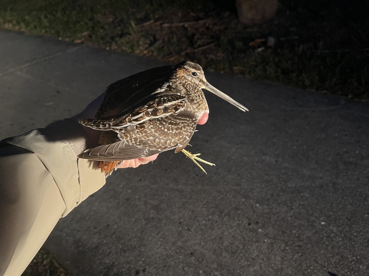 Wilson's Snipe - ML513128811