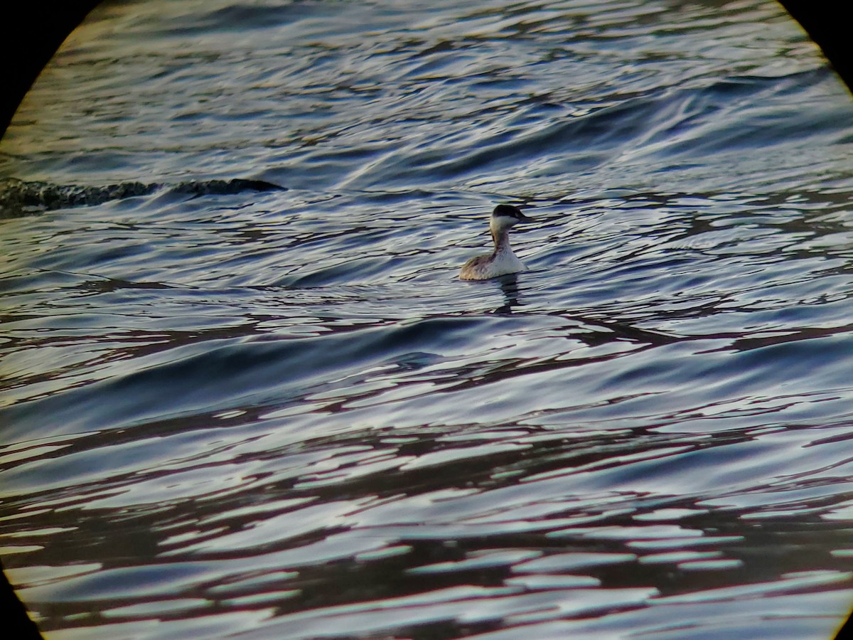 Horned Grebe - Mark Swanson