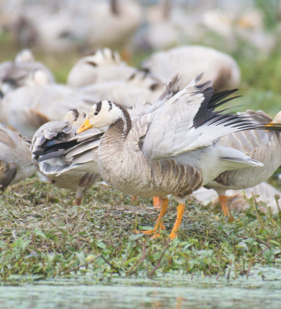 Bar-headed Goose - ML513129171