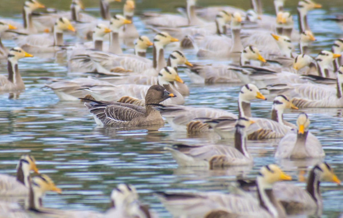 Tundra Bean-Goose - ML513129401