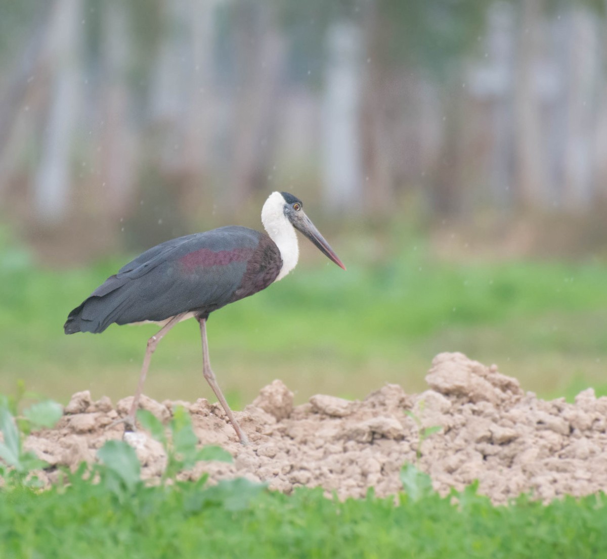 Asian Woolly-necked Stork - ML513129651