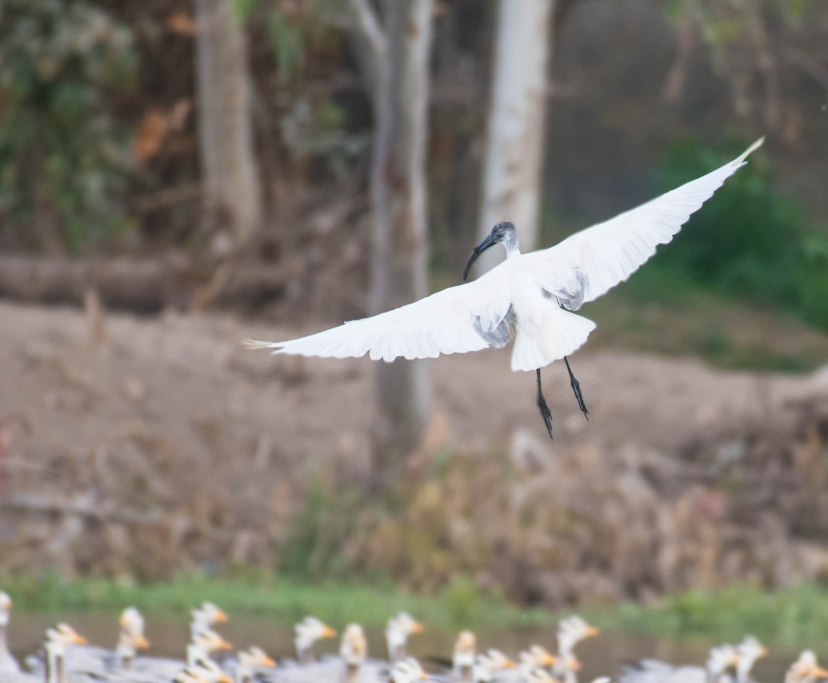 Black-headed Ibis - ML513129781