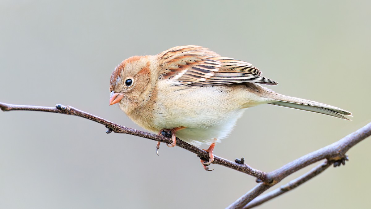 Field Sparrow - ML513129911