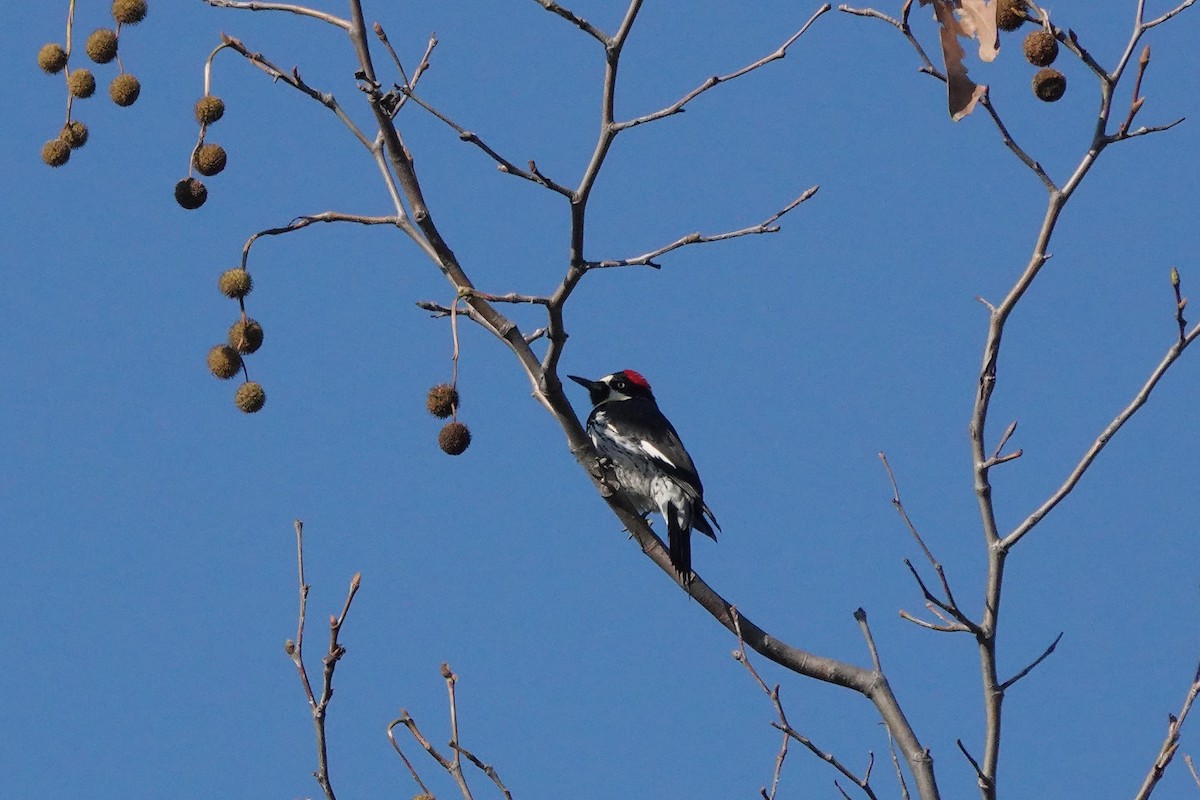 Acorn Woodpecker - ML513130151