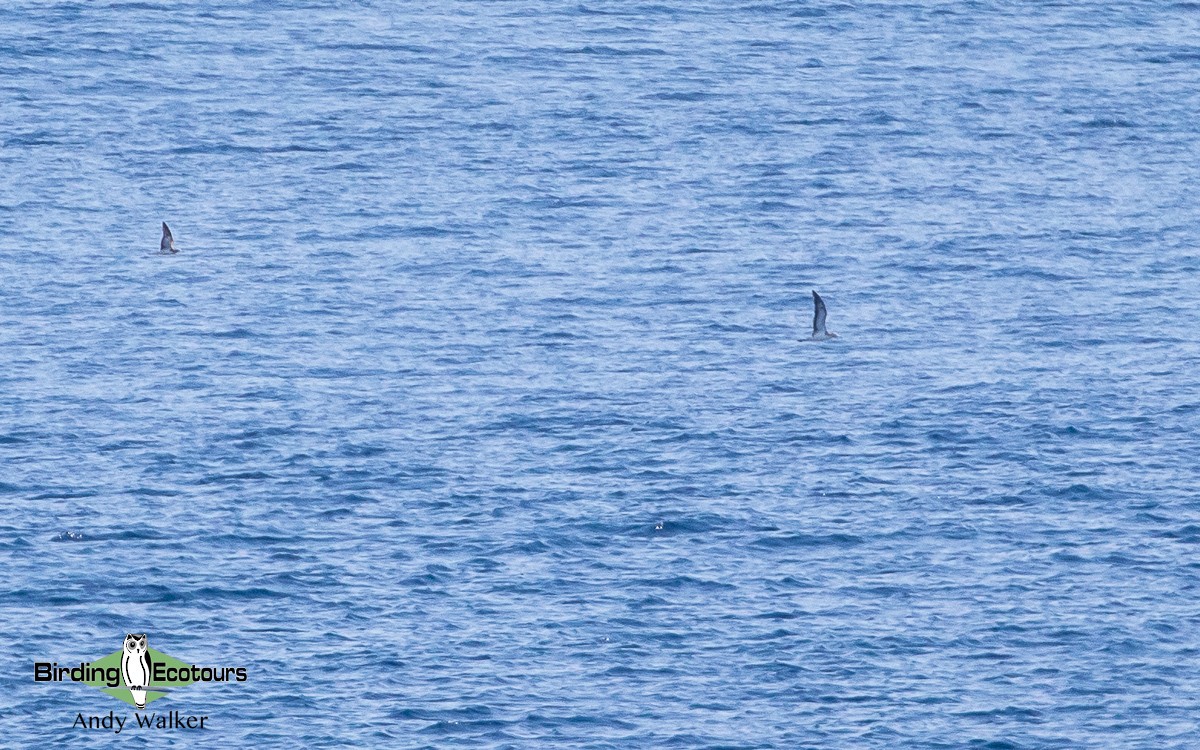 Streaked Shearwater - Andy Walker - Birding Ecotours