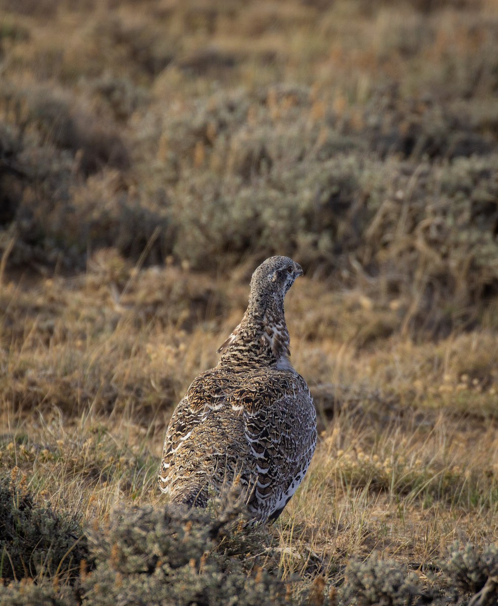 Greater Sage-Grouse - Prairie Birder