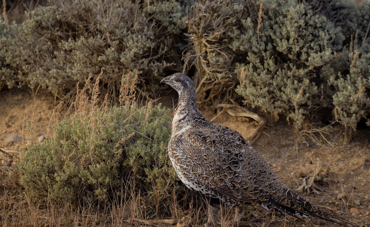 Greater Sage-Grouse - Prairie Birder