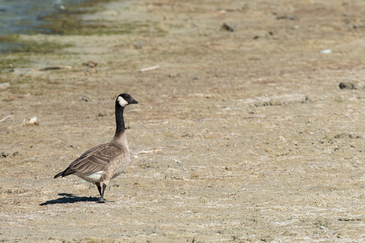 Cackling Goose - ML513131601