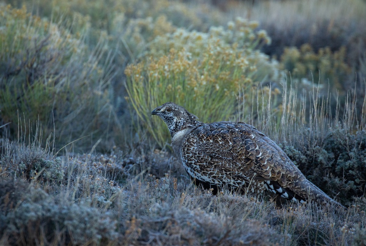 Greater Sage-Grouse - Prairie Birder