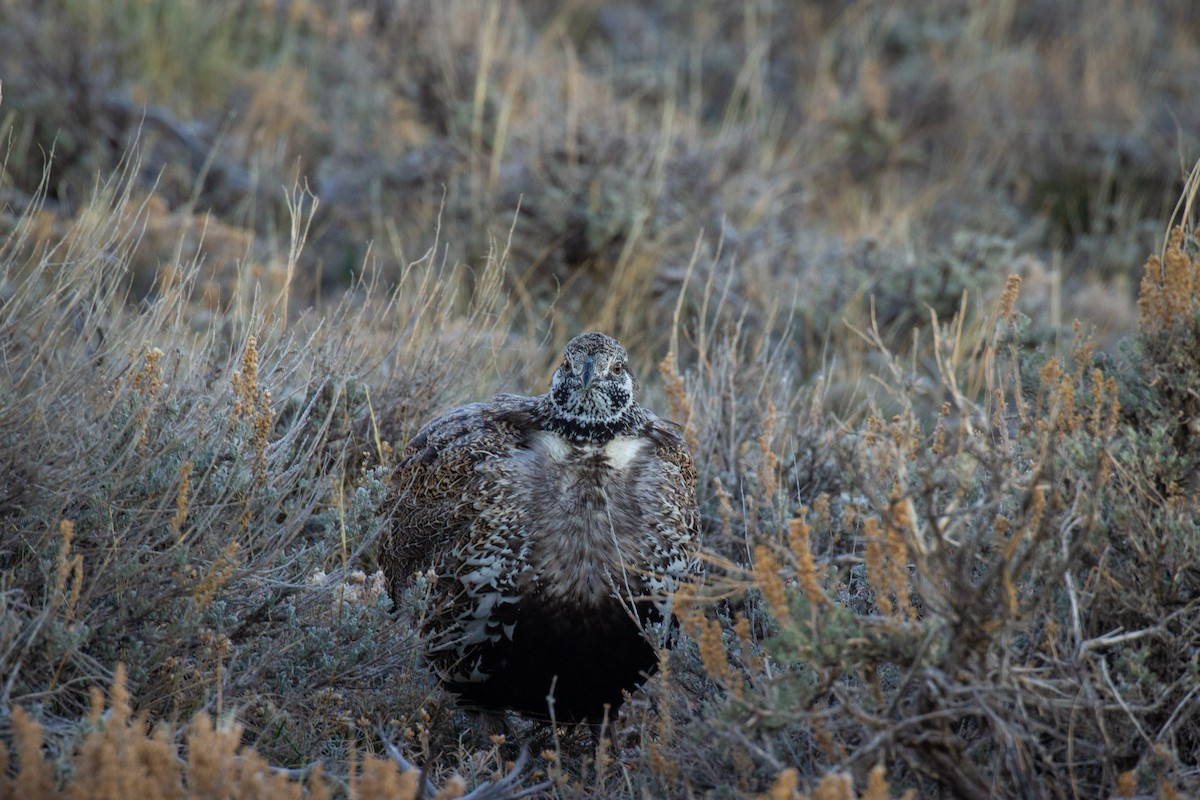 Greater Sage-Grouse - Prairie Birder