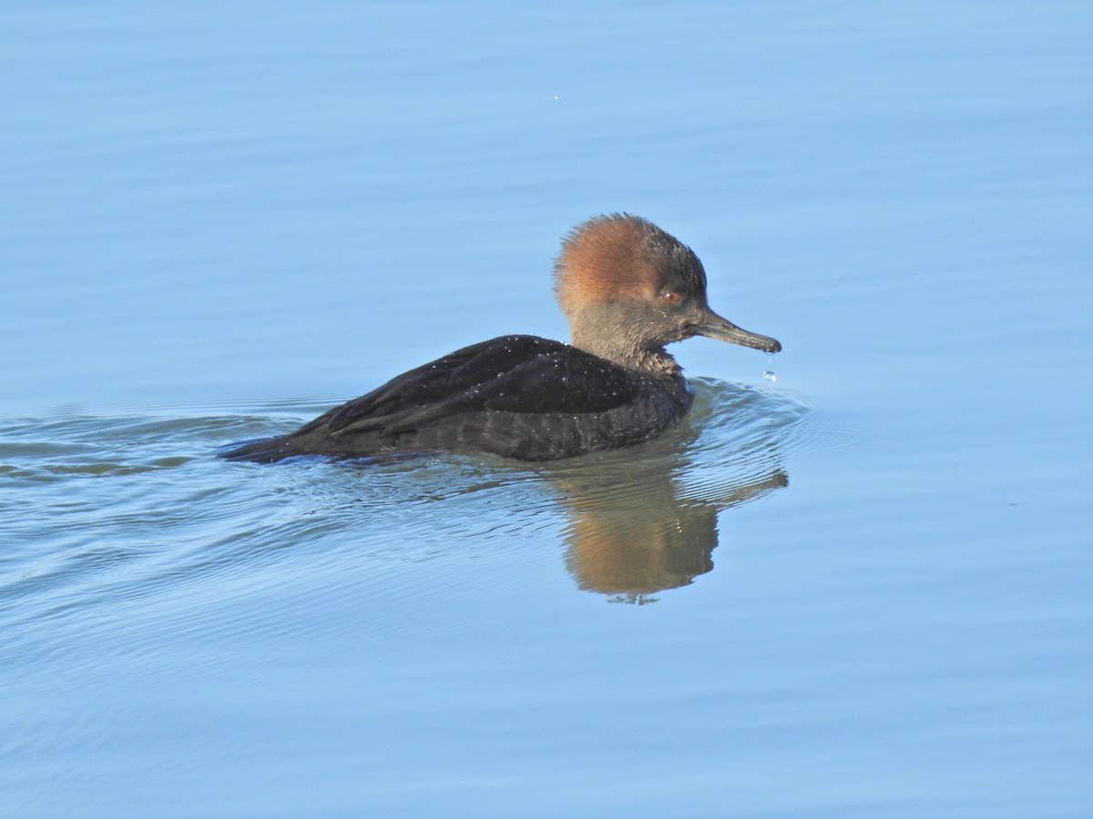 Hooded Merganser - ML513131751