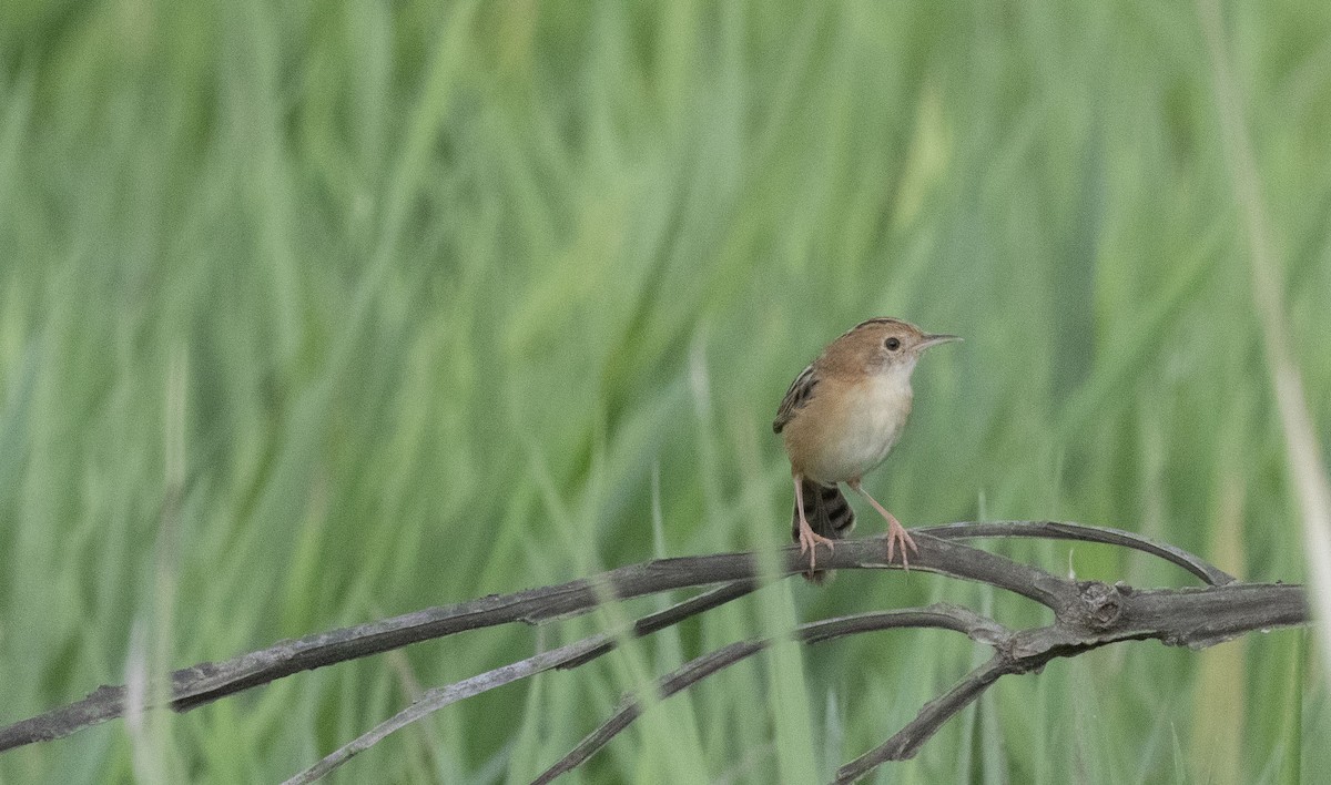 Golden-headed Cisticola - ML513131981