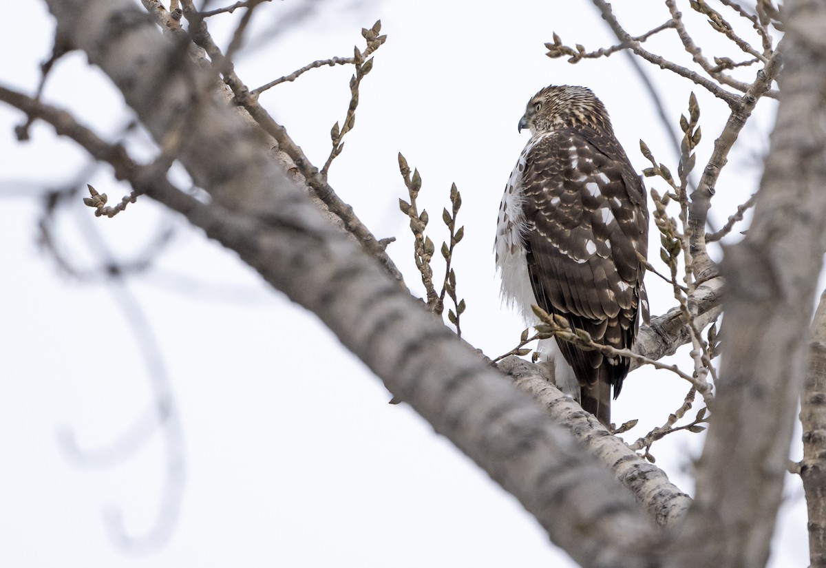 クーパーハイタカ - ML513132041