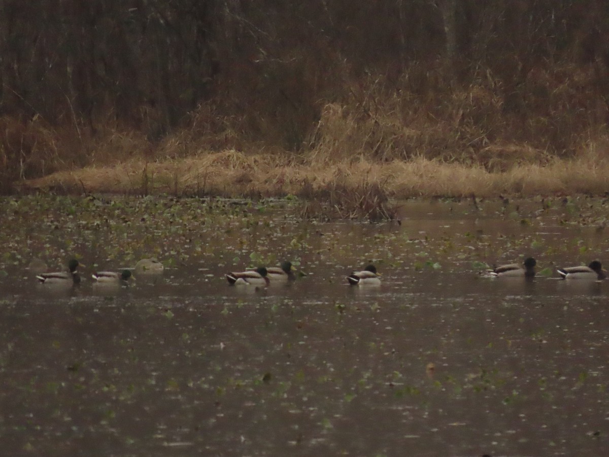 Canard colvert - ML513132561