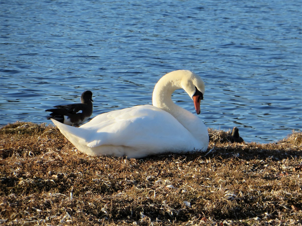 Хуруут хун - ML513132671