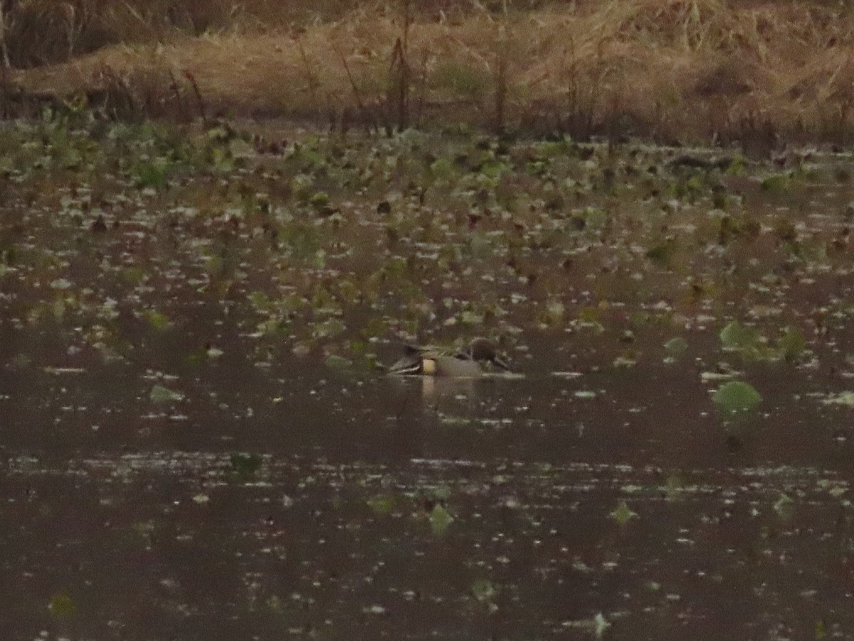 Northern Pintail - ML513133131