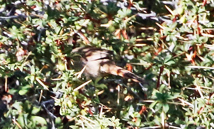 Sharp-billed Canastero - ML513133471