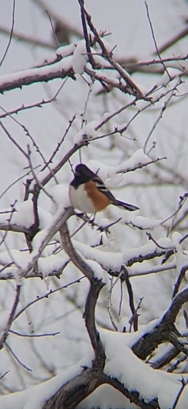 Spotted Towhee - Hunter Bohn