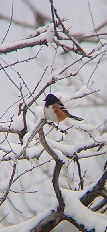 Spotted Towhee - Hunter Bohn