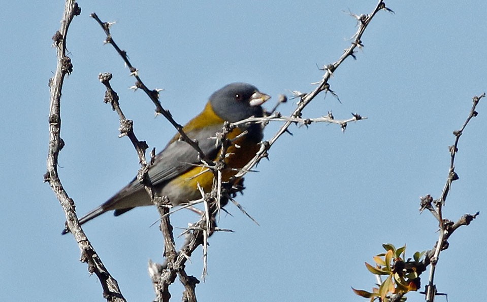 Gray-hooded Sierra Finch (gayi/caniceps) - ML513133571