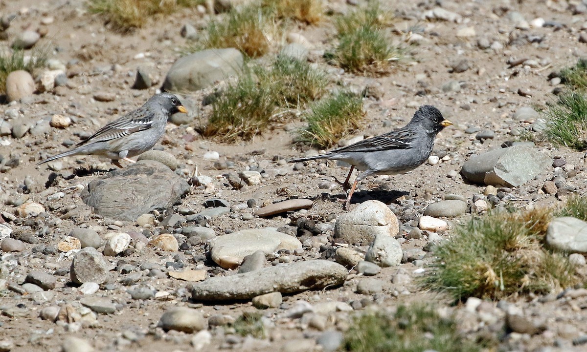 Mourning Sierra Finch - ML513133811