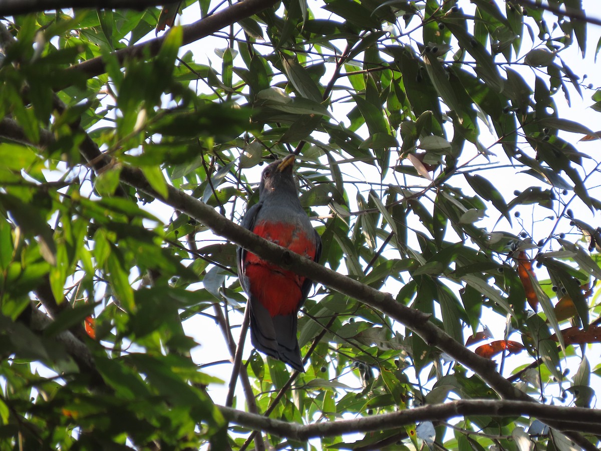 Black-tailed Trogon - Alberto  Espinoza