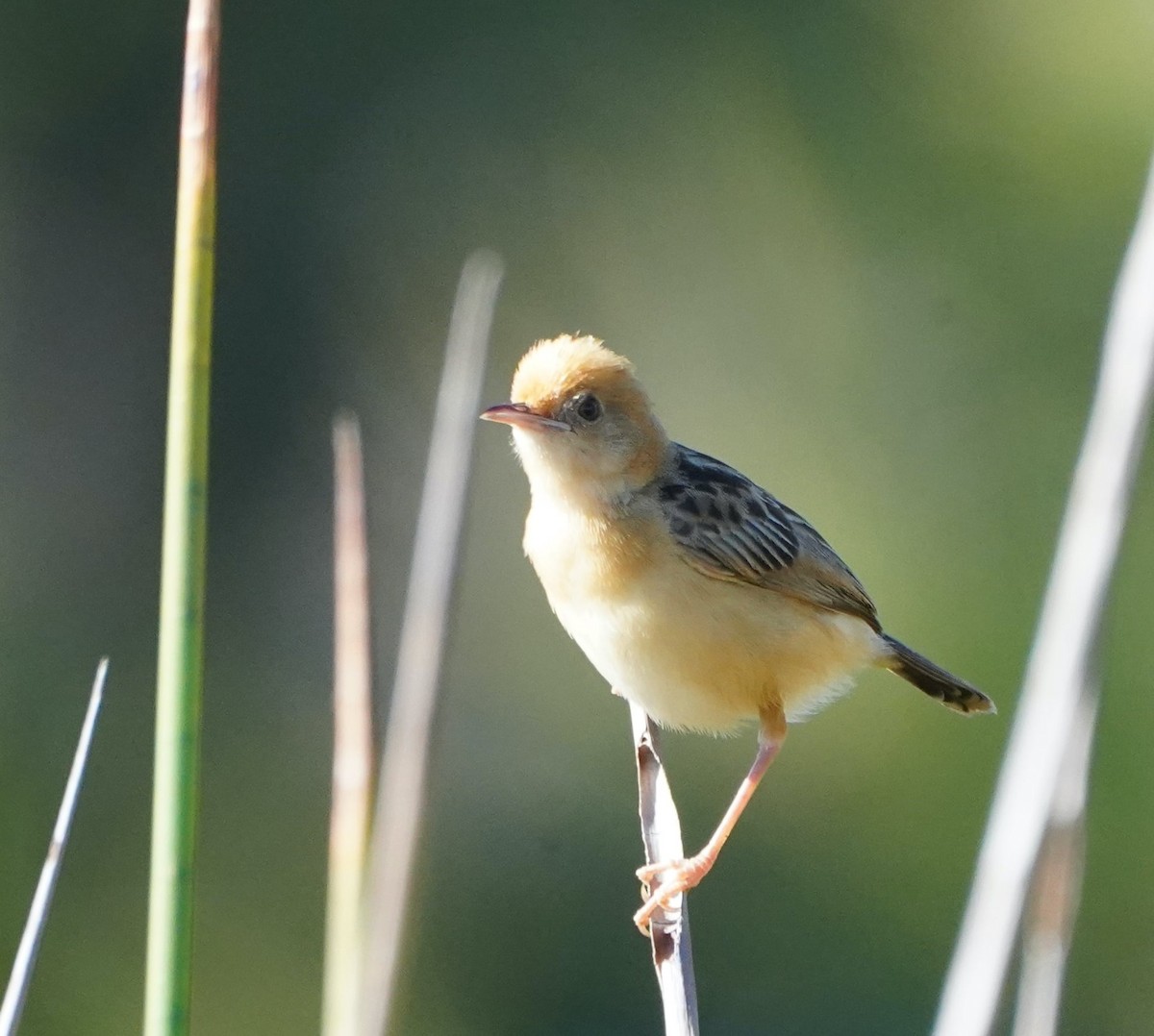 Golden-headed Cisticola - Ian Kerr