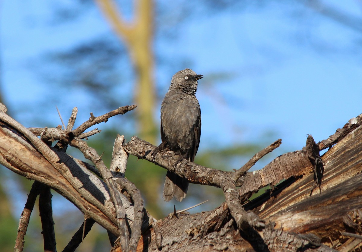 Black-lored Babbler - ML51313501