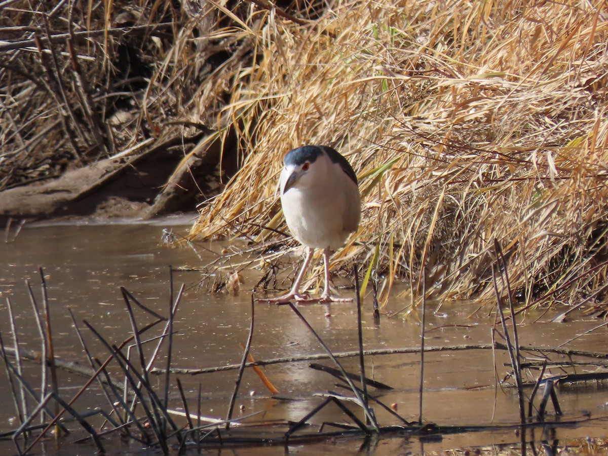 Black-crowned Night Heron - ML513135531